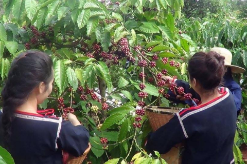 Du lịch Đắk Lắk - Về miền cao nguyên huyền thoại với ly cà phê Ban Mê